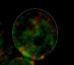 Researchers Observe Cell Polarity Using Advanced Microscopy