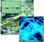 Scientists Use Infrared Spectromicroscopy to Determine Microbes’ Biochemistry