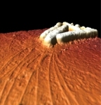 Individual Bacteria Use Tentacle-Like Appendages to Move in Fits and Starts