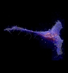 Advanced Molecule-Specific Imaging Method Provides New Insights into Cell Membrane Organization