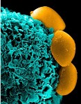 Drug Delivery Using Camouflaged Nanoparticles