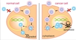 Degradable Nanoscale Shell Carries Proteins to Cancer Cells