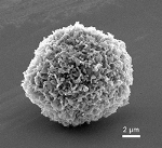 Zombie Mammalian Cells Inspire Nanoscale Fabrication Processes