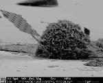 Nanobeam Probe Helps Study Inside Cells