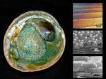 Mother Nature Gives Templates to Create Novel Materials