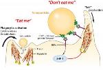Passport for Nanoparticles to Deliver Drugs