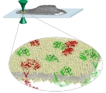 Novel Photon-Counting Technique Helps Measure EGFR Proteins in Common Cancers