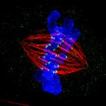 OMG Microscope Image of Dividing Mammalian Cell Wins GE Competition