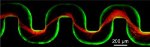 Biofilm Stream¬ers Found to Cause Rapid and Sudden Clogging