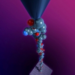 AFM Helps Measure Physical Forces and State of Molecules in Protein Folding