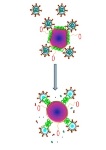 Bee Venom Toxin Loaded onto Nanoparticles Effectively Kills Tumor Cells