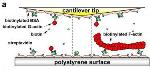 Researchers Employ Atomic Force Microscope to Study Cell Bond Lifetimes