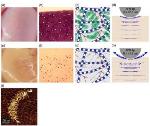 AFM Reveals Change in Nanoscale Biomechanical Properties of Cartilage in Earliest Stages of Osteoarthritis