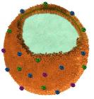 UCSD Develops Nanosponges Capable of Removing Harmful Toxins from Bloodstream
