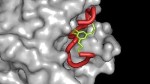 Bicycle Therapeutics Develops New Class of Drugs to Treat Severe Diseases