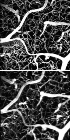 New Kind of Dye Can Reduce Cost of Two-Photon Microscopy Technique