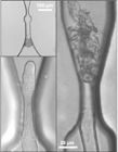 Nanobiotechnologists Devise Microchip to Study Sperm Cell Release