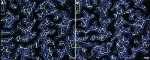 Huge Advance in Realizing Potential of cryo-EM for Atomic Resolution Imaging