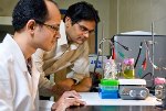 Nanotubes Capture Electrons from Plant Material for Generating Power