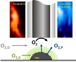 Researchers Optimize Scanning Electrochemical Microscopy to Measure Oxygen Consumption of Individual Cells