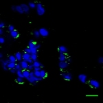 Water-Loving, Jelly-Like Materials may Help Test Biological Effects of Nanoparticles