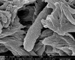 Stanford Engineers Make Nanoscavengers Become Ultraresponsive to Magnetism