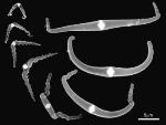 Researchers Achieve Bilateral Formation of Inorganic Nanomaterials in a Controlled Environment