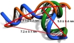 Cornell Researchers to Develop Nano Scale DNA-Polymer Hybrids