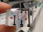 Microfluidic Electrophysiological Device Helps Record Brain Activity of Worms in Drugs Research