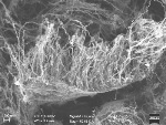 Graphene Allows Vertically Aligned Carbon Nanotubes to Grow on Diamonds