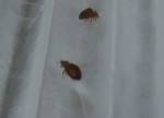 Nanotech Web Entangles and Traps Bed Bugs