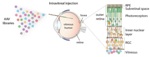 Easier Method for Inserting Genes into Eye Cells