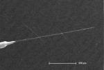 Thin, Flexible Carbon Nanotube Probes to Study Individual Brain Cells