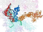 Scientists Observe How Ribosome Performs Precise Mechanical Movements for Genetic Code Translation
