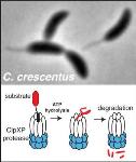 Biochemistry and Mass Spectrometry Help Trap New Candidate Substrates of Protease ClpXP