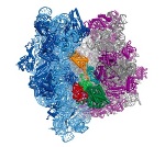 Scientists Create Atom-By-Atom Structure of Ribosomes
