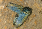 Powerful Electron Microscopes Reveal Important Changes in Evolution of Colour