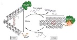 ASU Researchers Fabricate Nanotweezers for Accurate Control of Enzymes