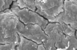 Hierarchical Cone Nano-Structures on Guillemot Eggshells Help Survive Precarious Habitats