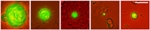 Scientists Approximate Molecular Crowding in Artificial Cellular System