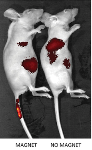 Stem Cells Directed Using Magnetized Iron Oxide Nanoparticles