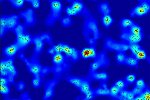 Immune Cell Surfaces Revealed at the Nano Scale