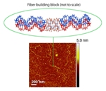 Self-Assembled Nanofiber Fabricated from DNA Building Block