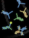 Groundbreaking New Method for Detecting Single Nucleotide Polymorphisms in the Human Genome