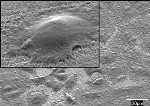 Bone Cells Grow Better on Titanium Surfaces Coated With Carpet of Tiny Nanowires