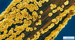 Ultra-Thin Carbon Nanotube Saws Cut Through Silicon Wafers with Minimum Kerf Loss