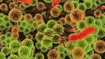 Certain Bacteria Deploy Aggression on the Nanoscale