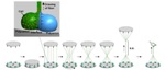 Institute of Bioengineering and Nanotechnology Researchers Develop Simple Method to Organize Cells in Hydrogel Fibers