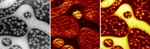 Unique 3D NanoChemiscope Provides Combined Three-Dimensional ToF-SIMS/SFM Surface Analysis