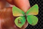 Butterfly's Interconnected Nano-Scale Coiled Springs Inspire Development of Unique Photonic Crystal Device